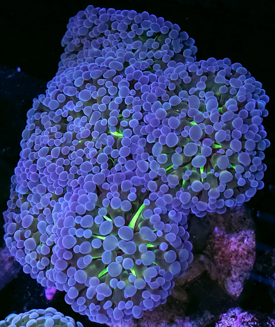 Approx 6 Head Elixir Froghammer Hybrid Colony