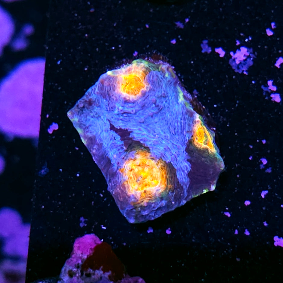 Jurassic Park Acan Echinata