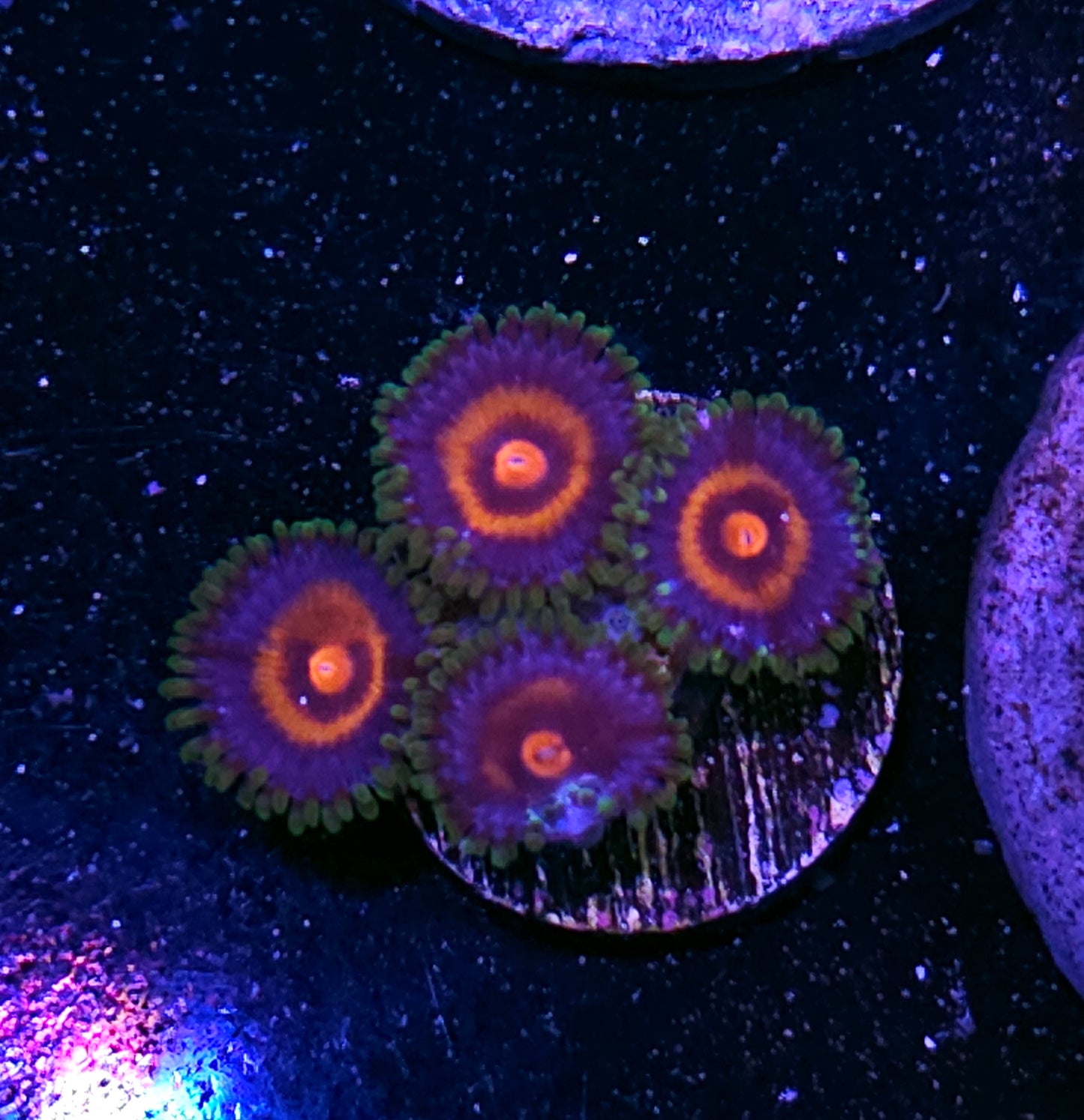Plasma Cutter Zoas