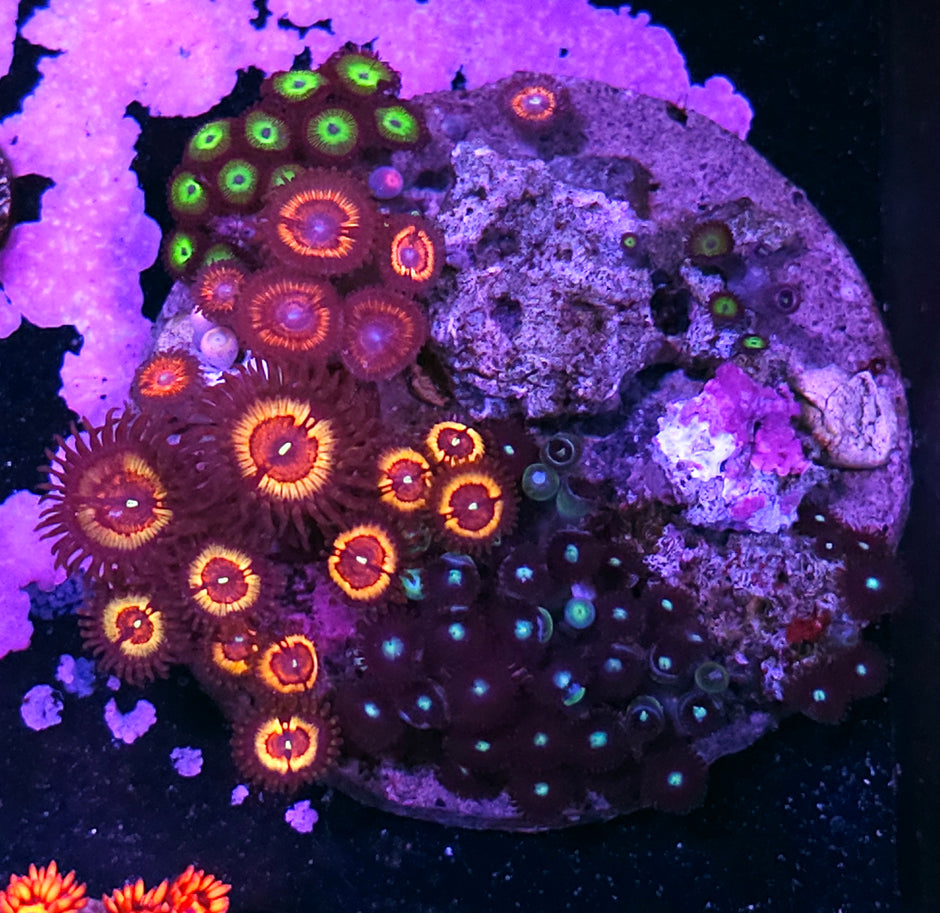 Solar Flare Mix Zoa Colony