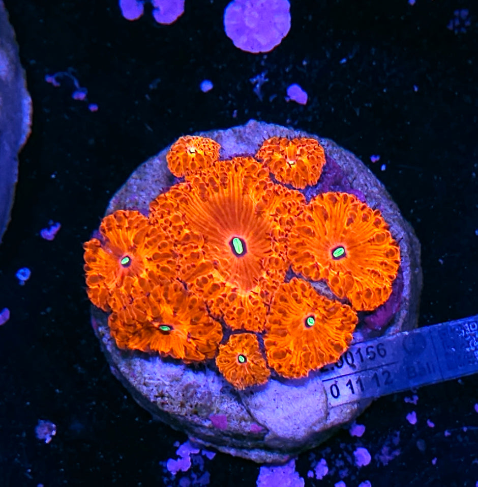 Flaming Danger Indonesian Blasto Colony