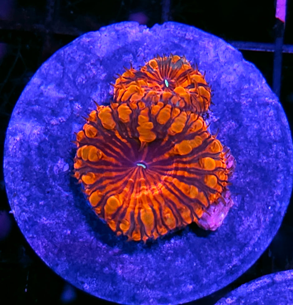 Bloodshot Indonesian Blasto