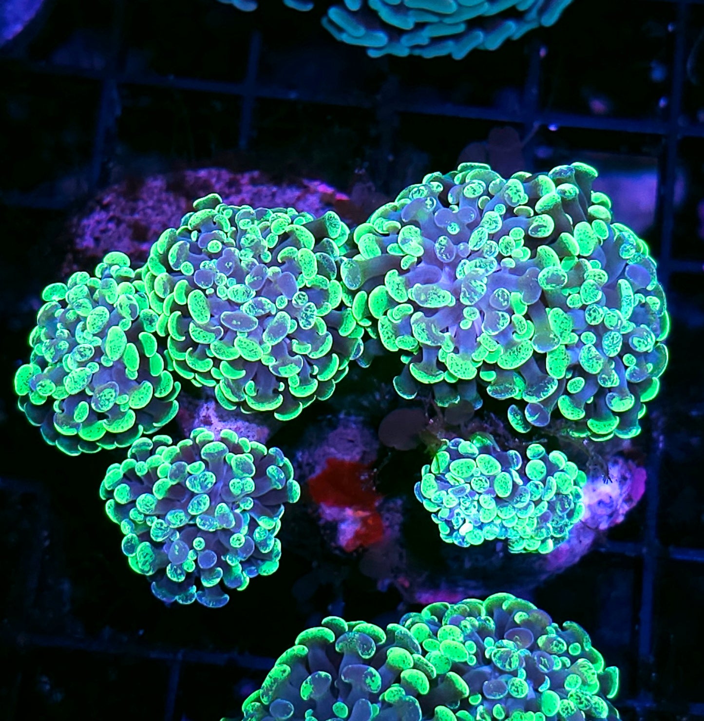Approx 6 Head Toxic Splatter Branching Hammer Colony