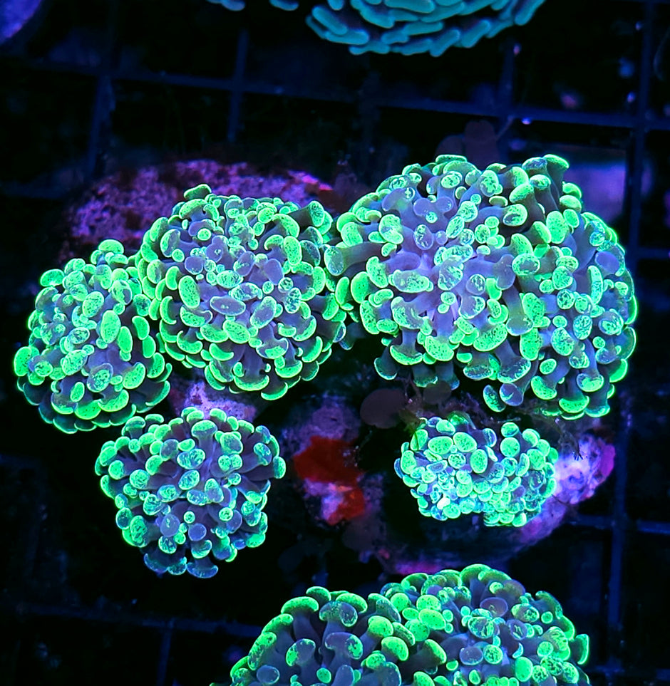 Approx 6 Head Toxic Splatter Branching Hammer Colony