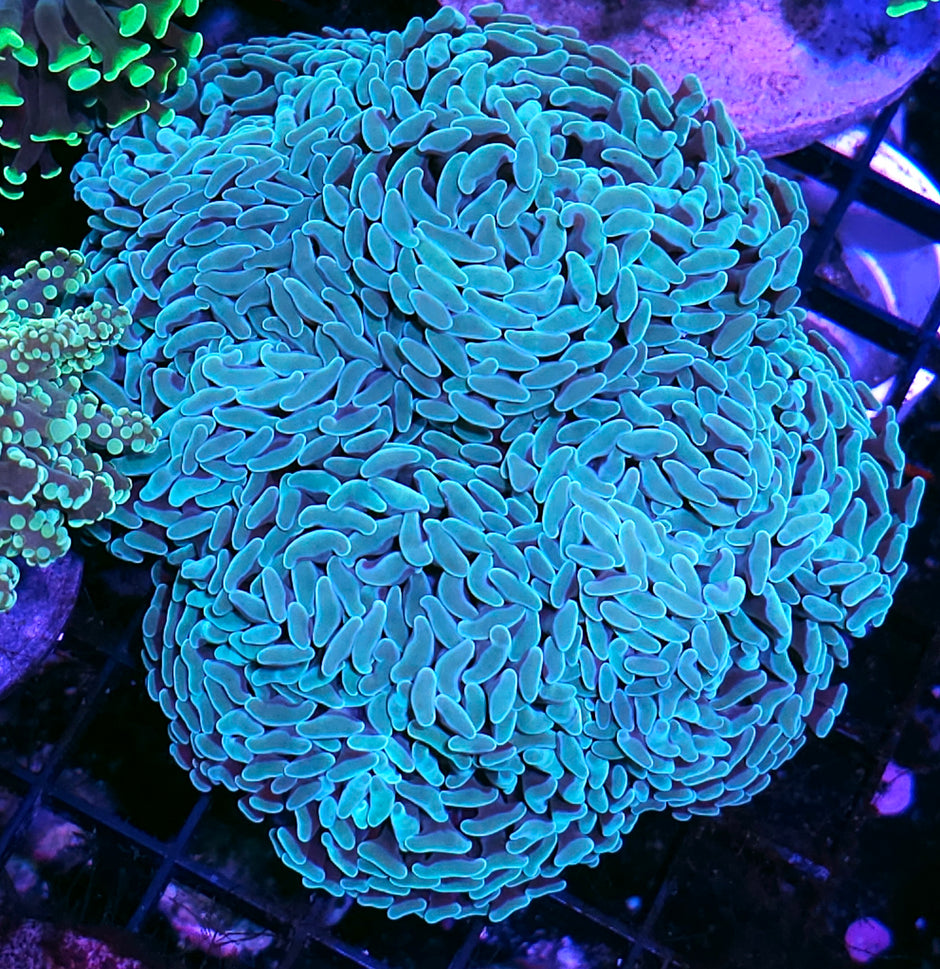 Approx 5 Head Mint Green Fat Head Branching Hammer Colony