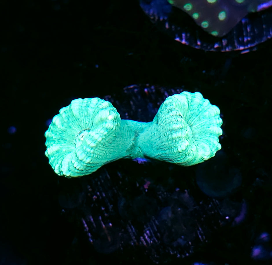 Kryptonite Candy Cane