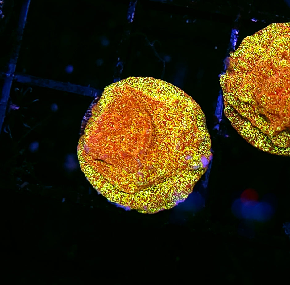 HF Napalm Leptosersis