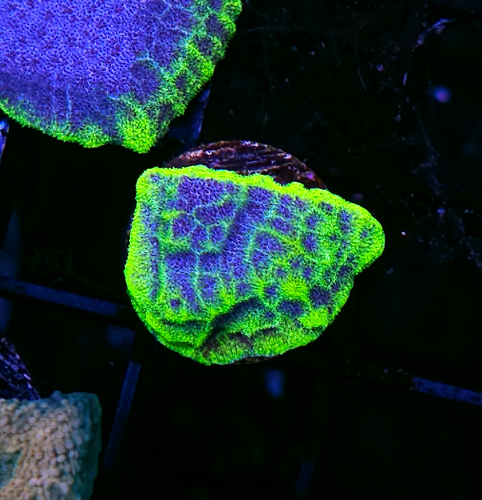 HF Stargate Leptosersis