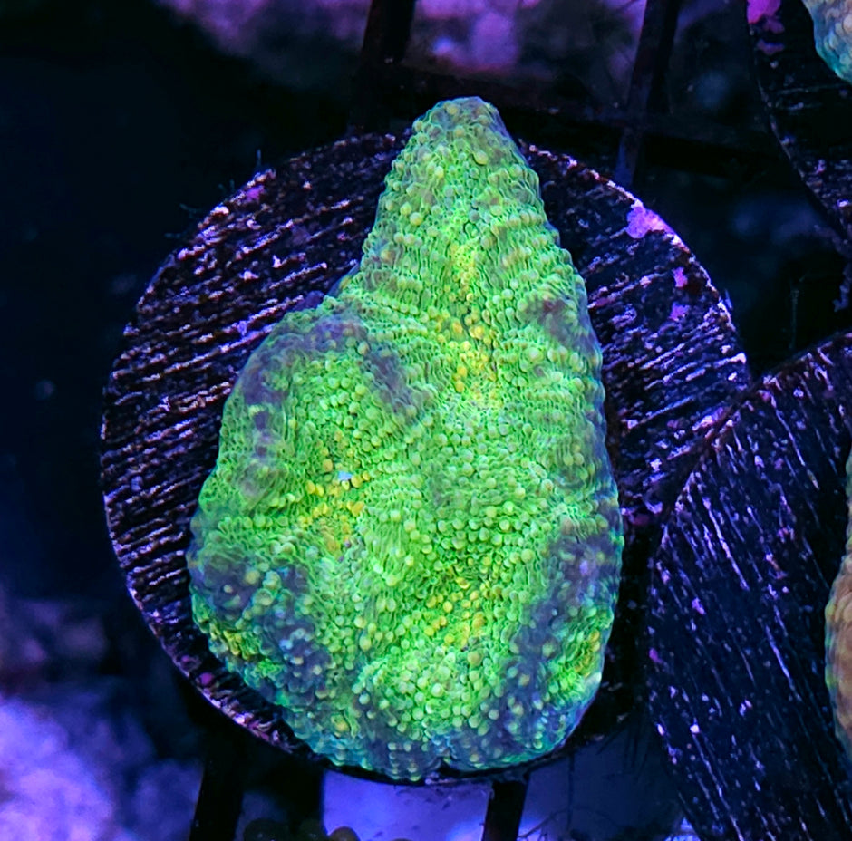 HF 7-Up Acan Echinata