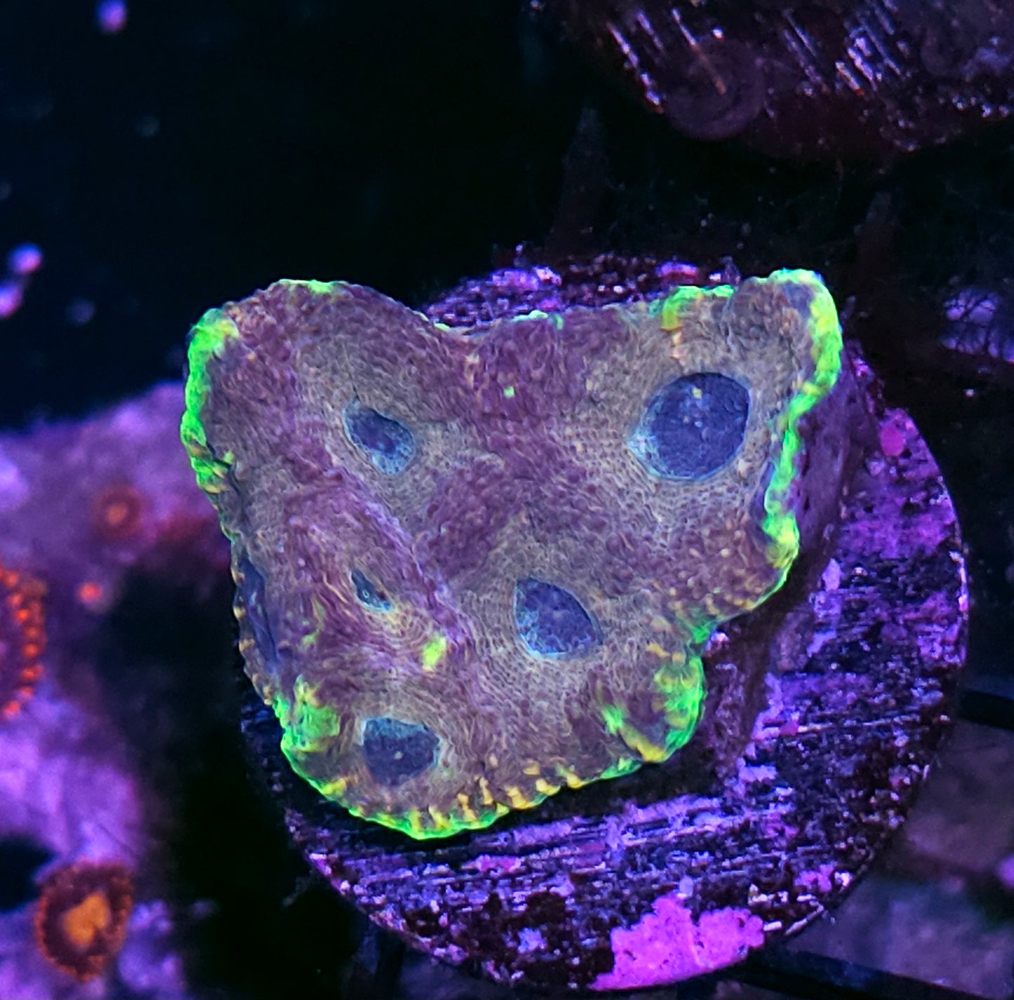 HF Stained Glass Acan Echinata