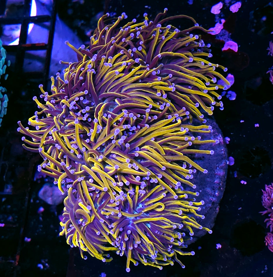 Approx 6 Head 24kt Torch Colony
