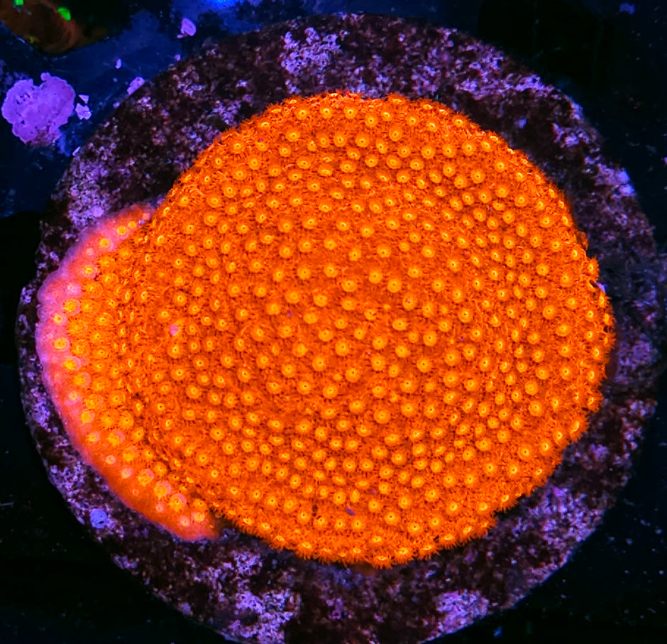 3" Fireball Cyphastrea Colony