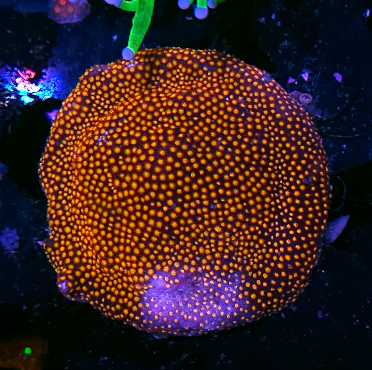 3" Twisted Metal Stylocoeneila Colony