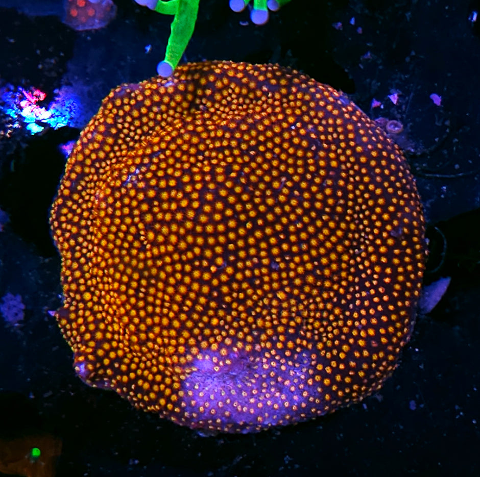 3" Twisted Metal Stylocoeneila Colony