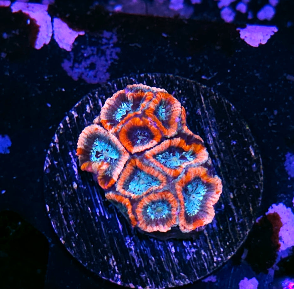 HF Psychonaut Micro Favia