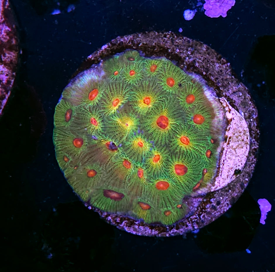 Candy Corn Favia Colony