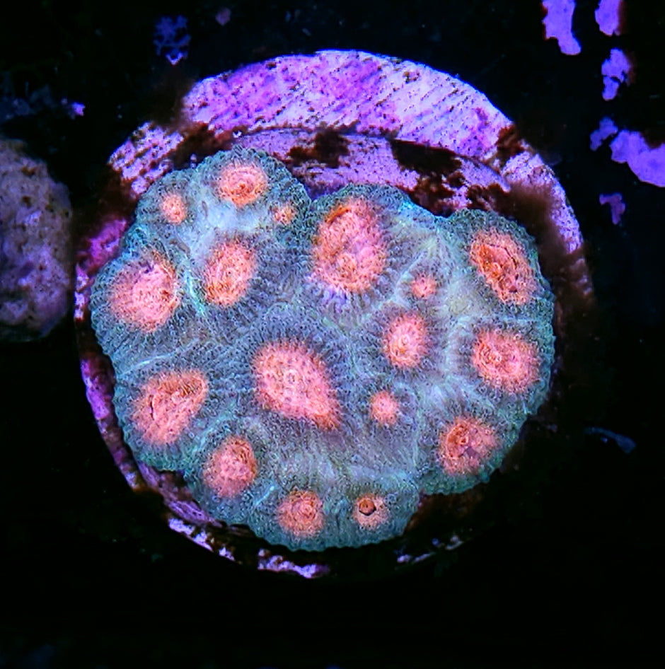 Miami Nights Favia Colony