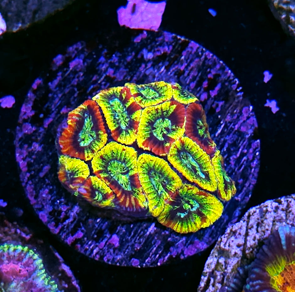HF Wizard of OZ Micro Favia