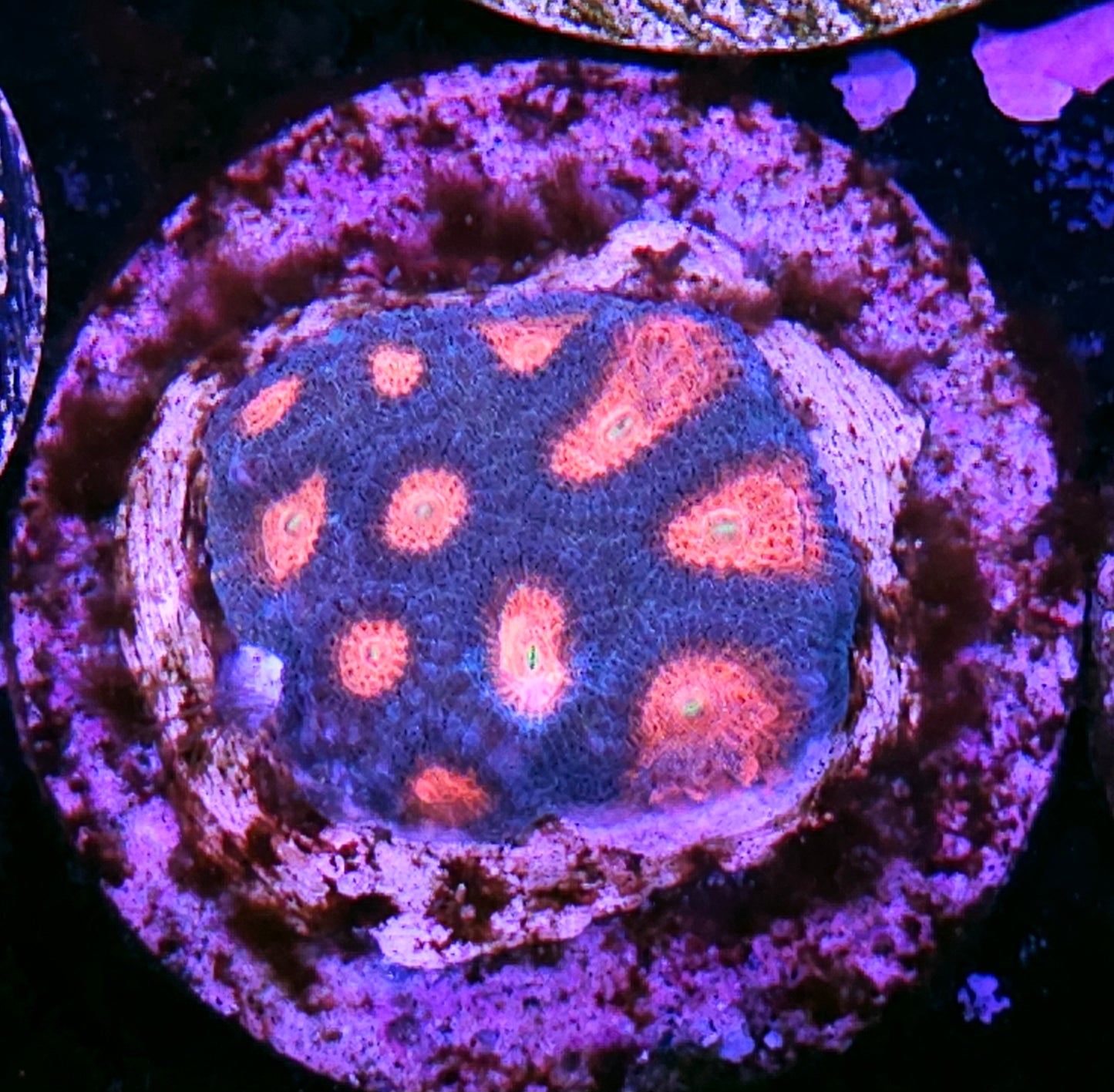 HF Adventure Time Favia Colony