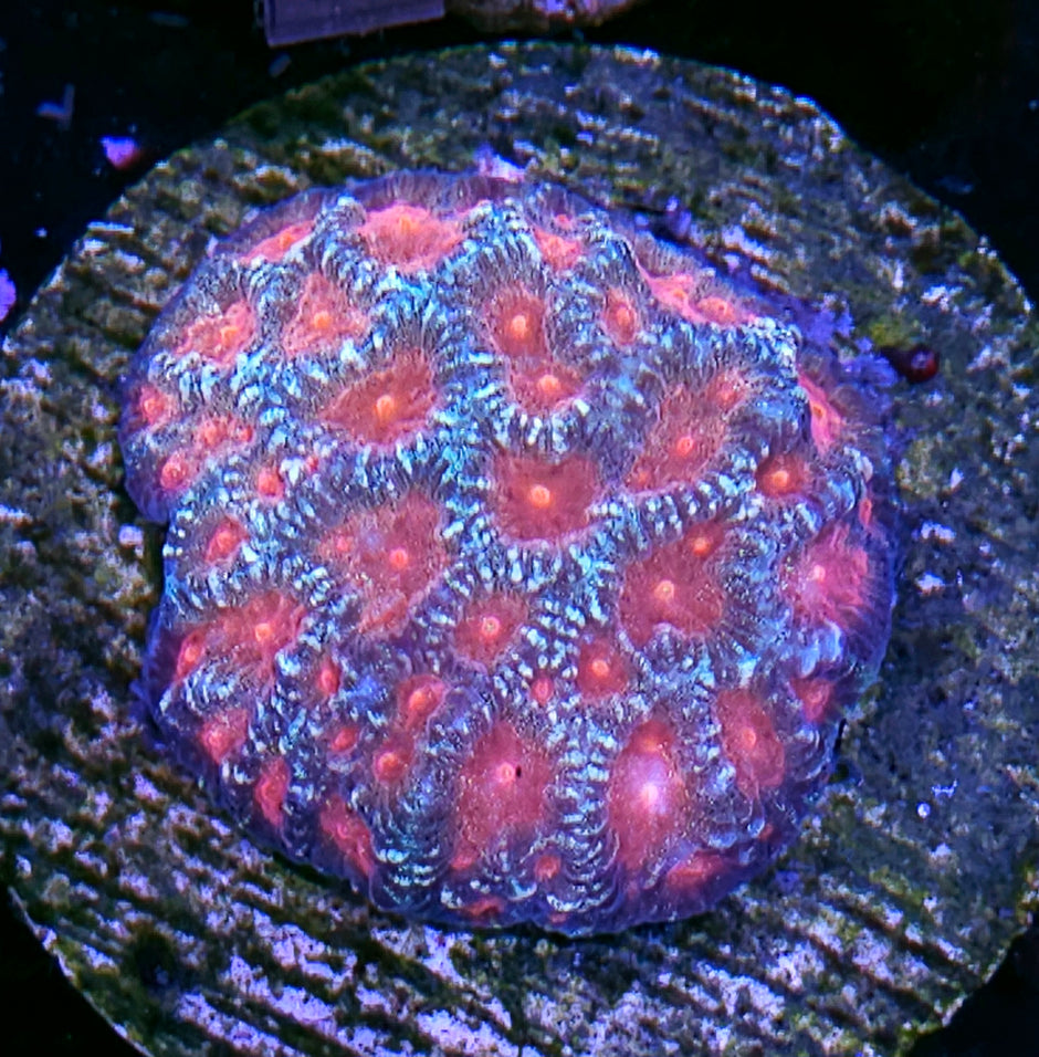 HF Superhero Favia Colony