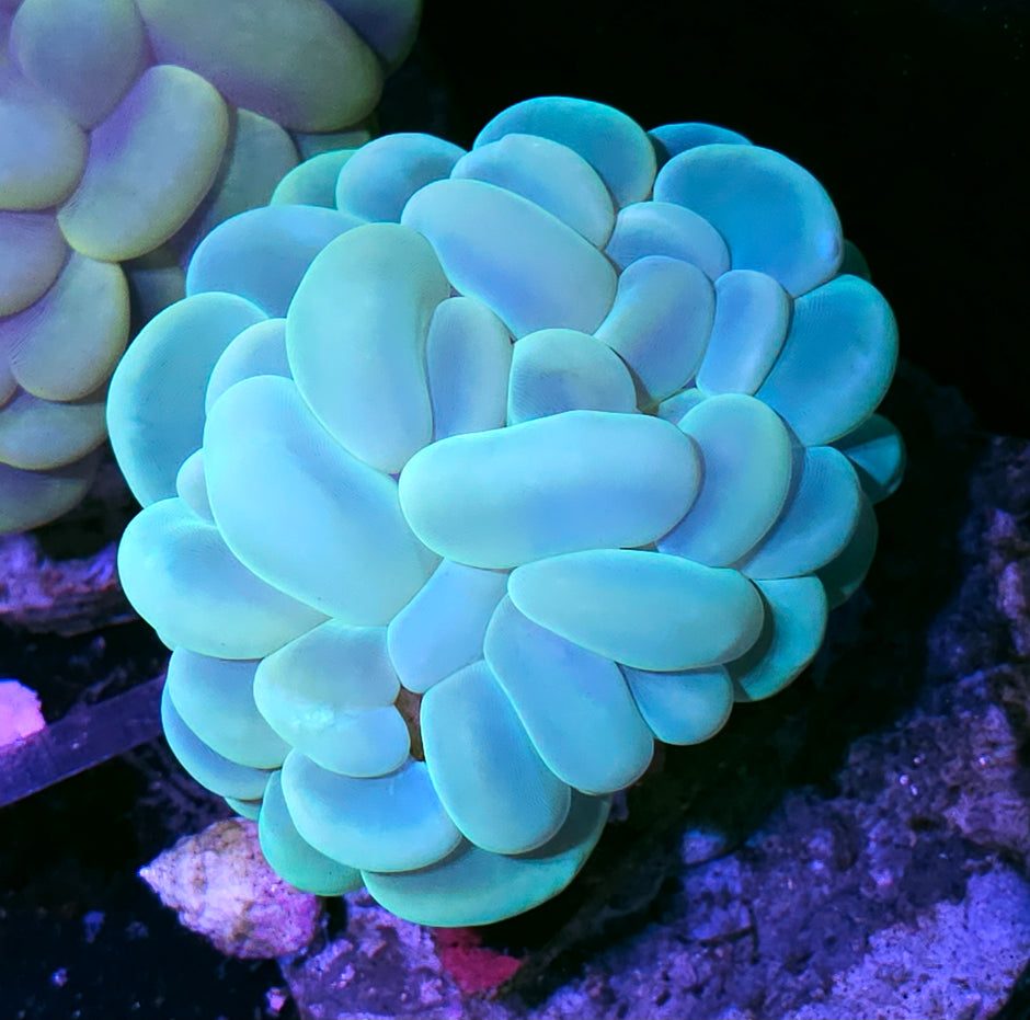 Teal Bubble Coral