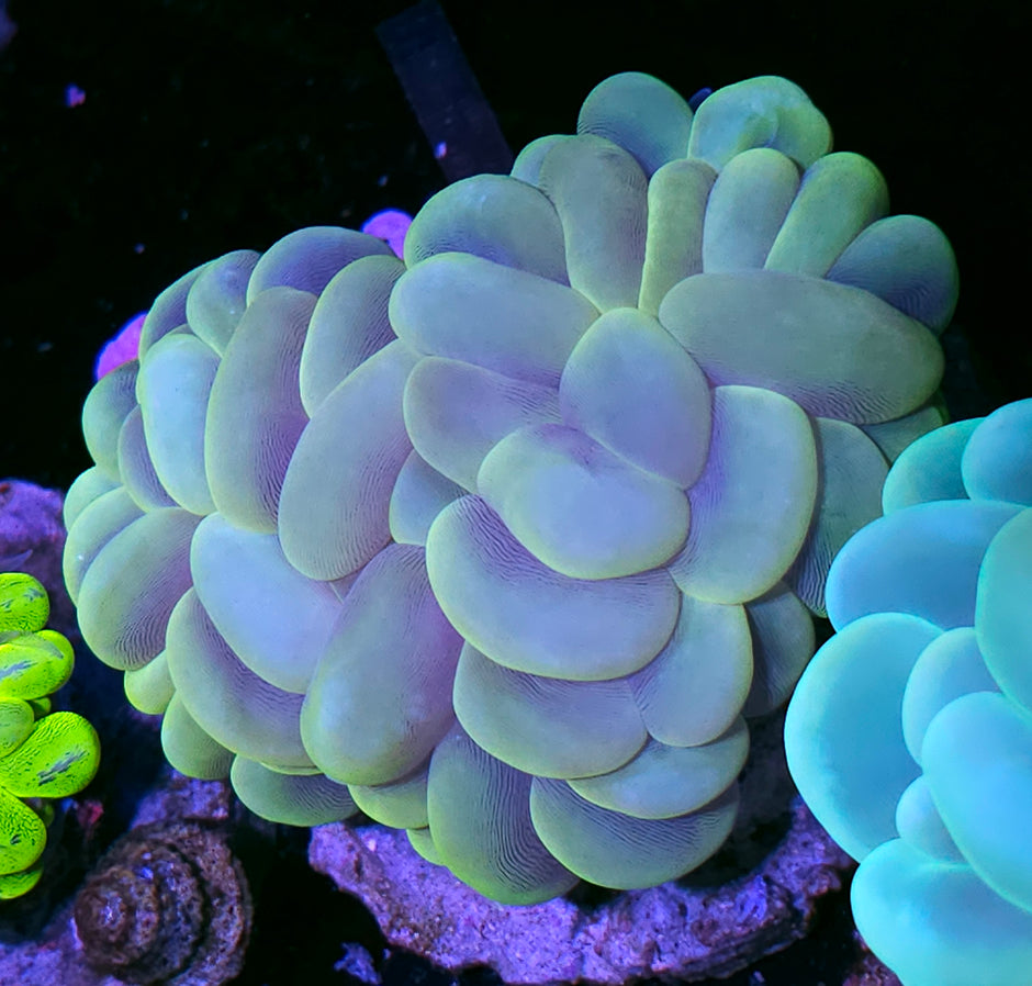 Funky Bubble Coral