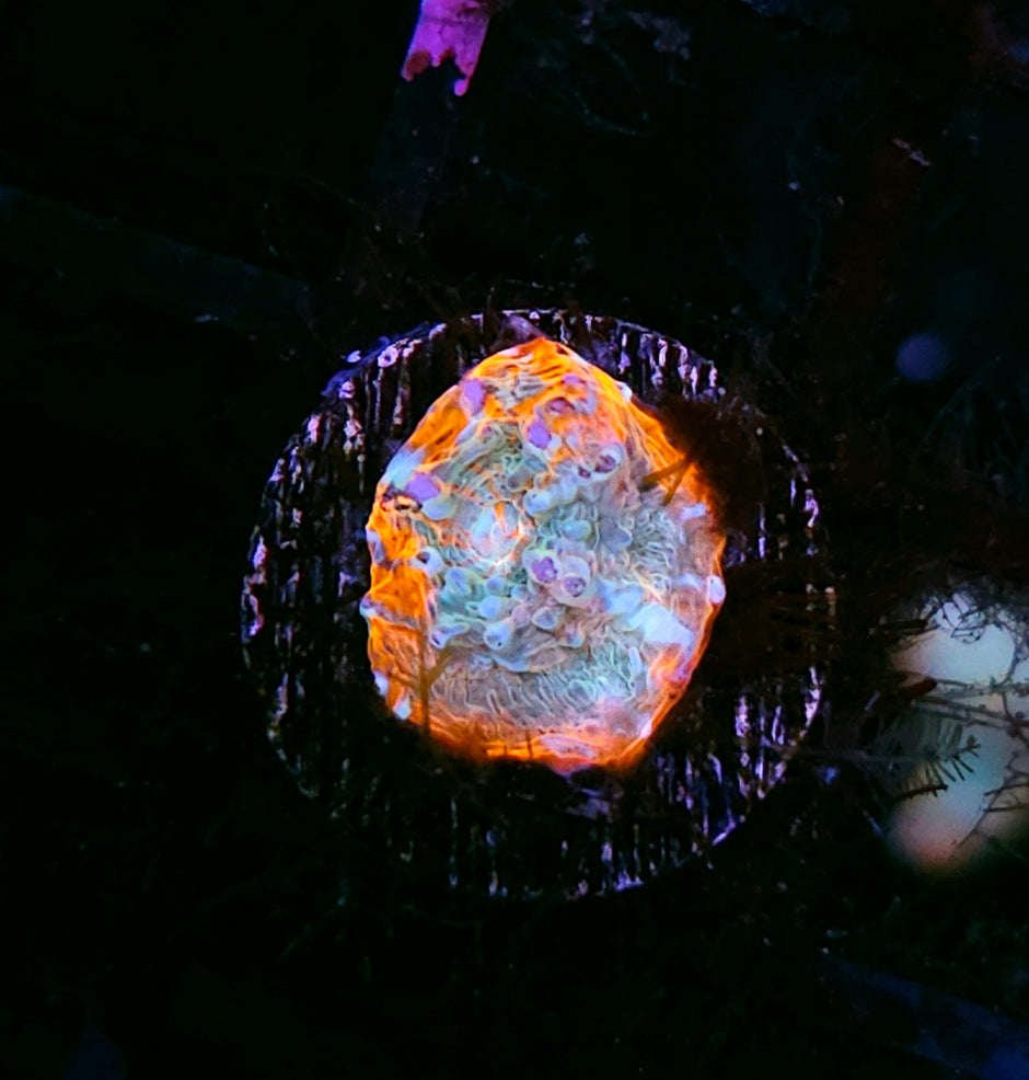 HF Rainbow Recluse Chalice