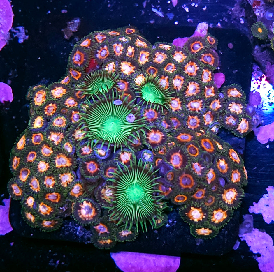 JF Fairytale Zoa Colony