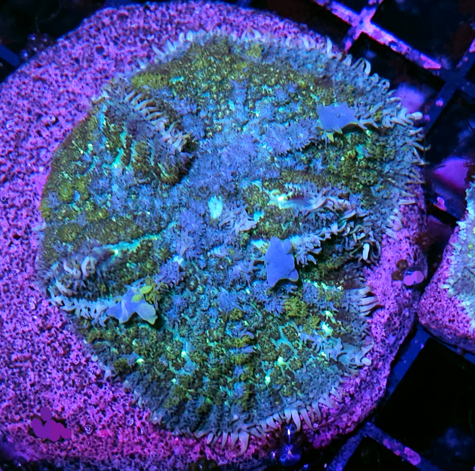 3" Shakedown Bounce Mushroom
