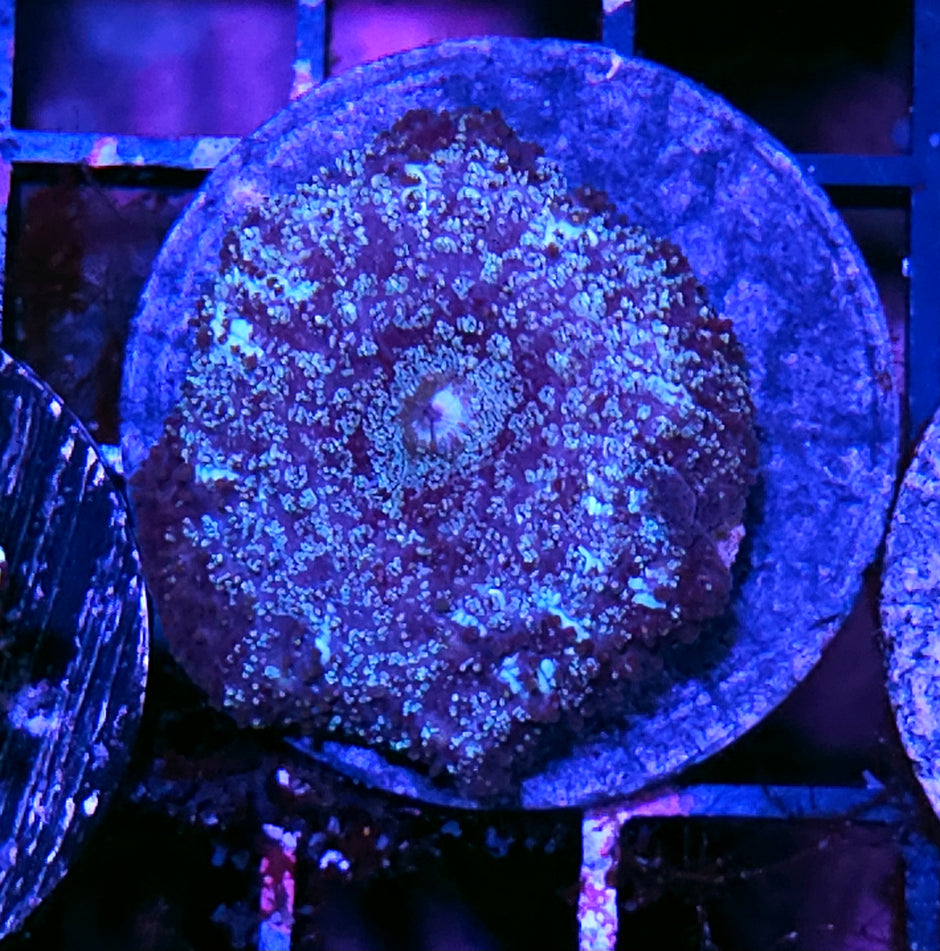 Blizzard Mushroom