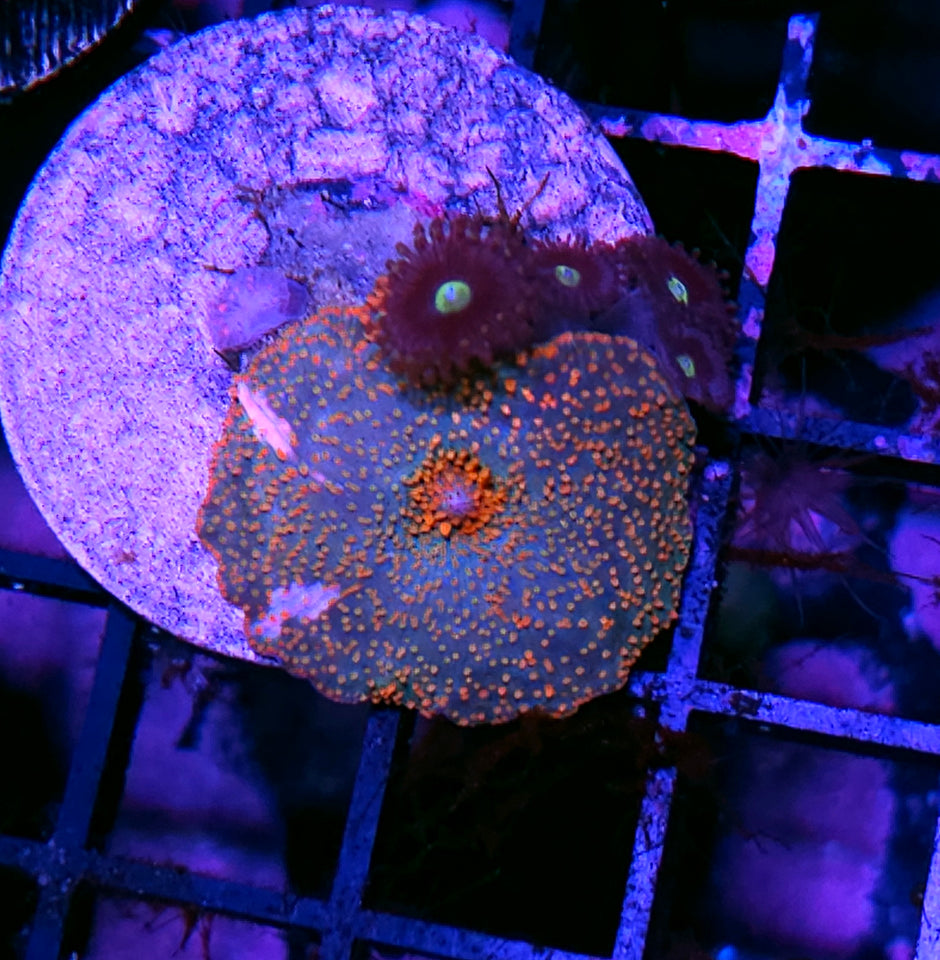 HF Beautiful Chaos Mushroom