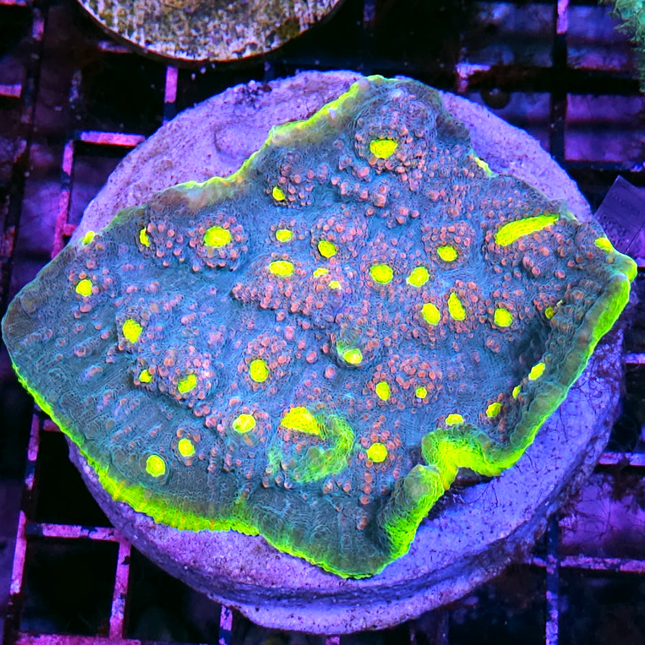 🤯👽Fantasia Chalice Colony👽🤯