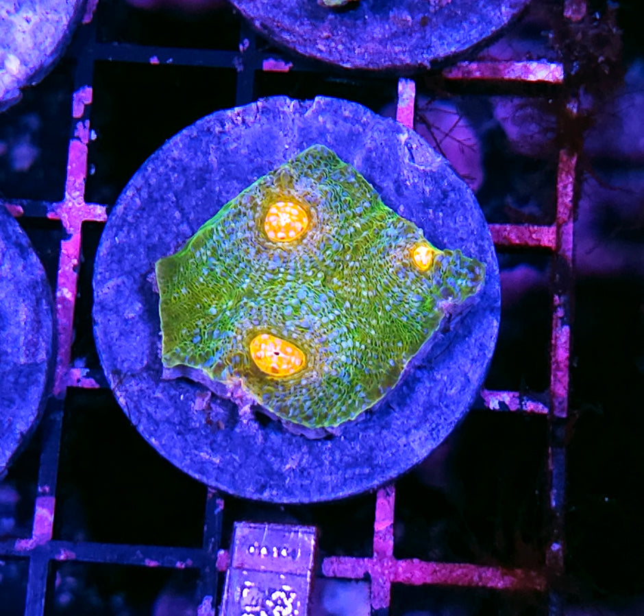 HF Oasis Chalice
