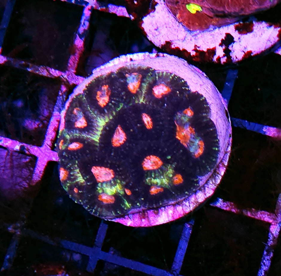 HF Demon Eye Favia Colony