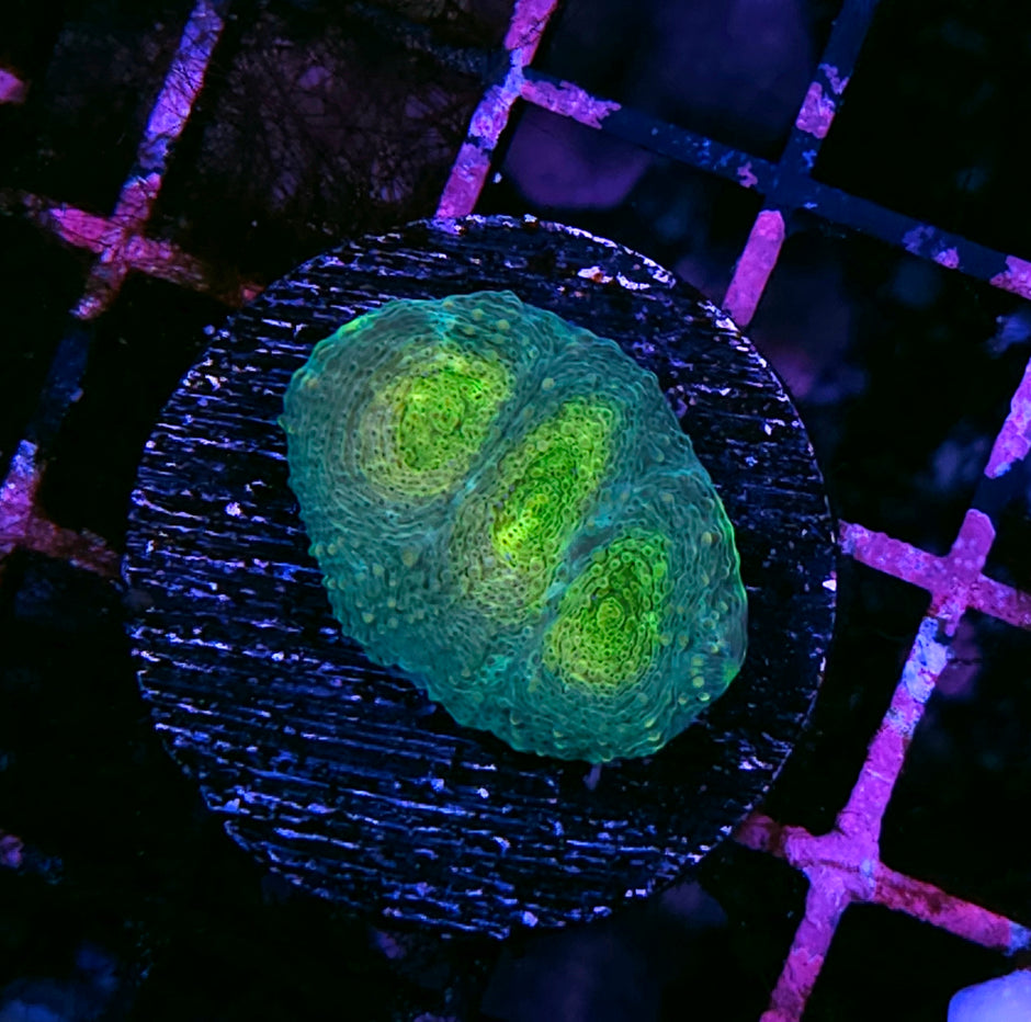 Lizard Lips Acan Echinata