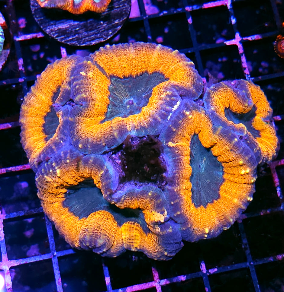 Suns Out Lobophyllia