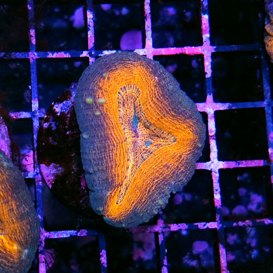 Orange Julius Lobophyllia