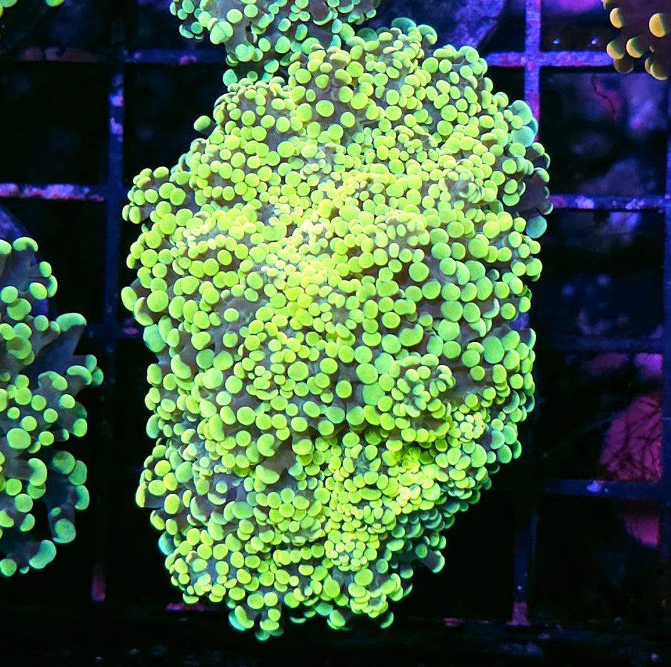 HF King Kobe Yayemensis