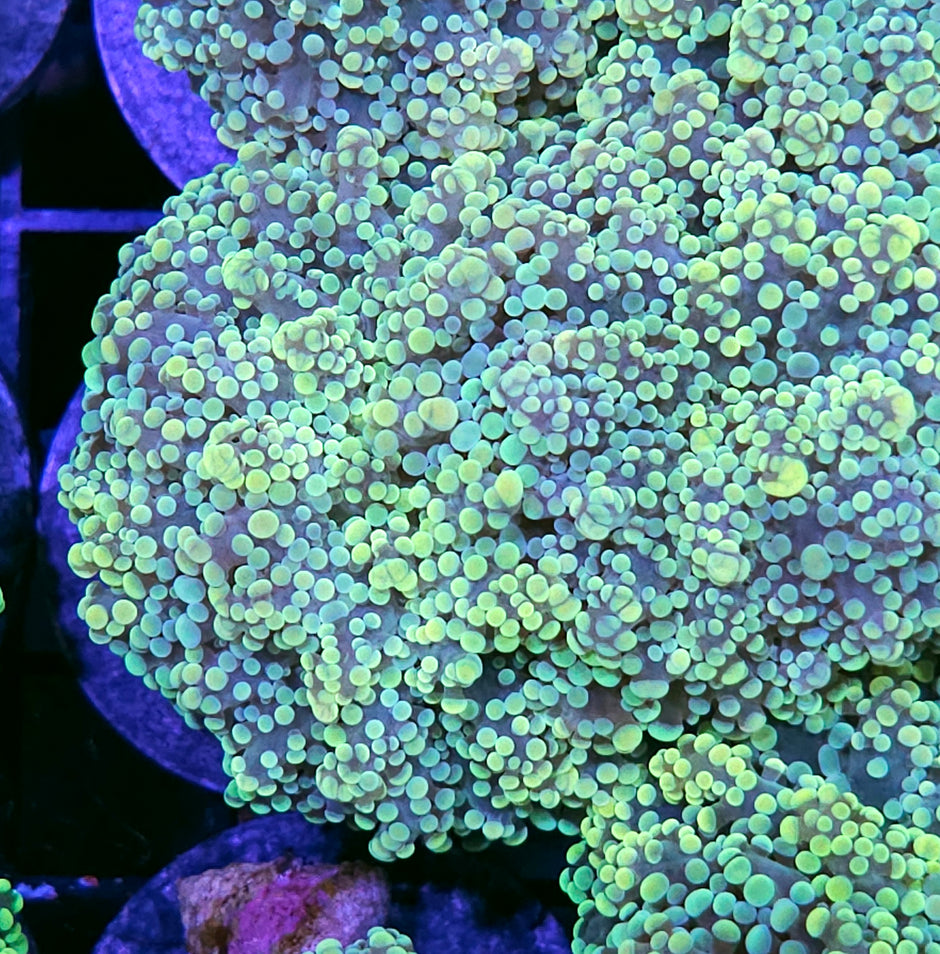 HF Utopia Yayemensis