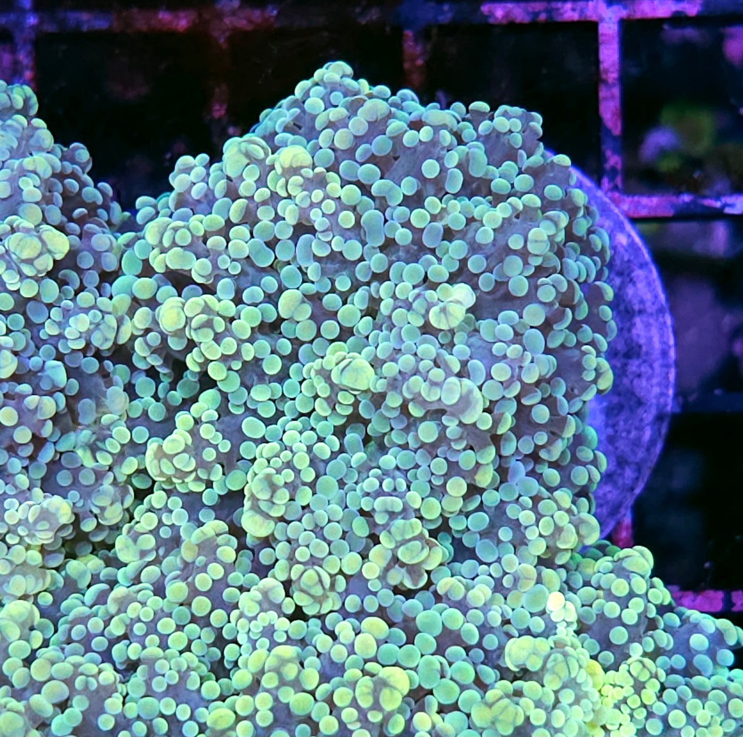 HF Utopia Yayemensis