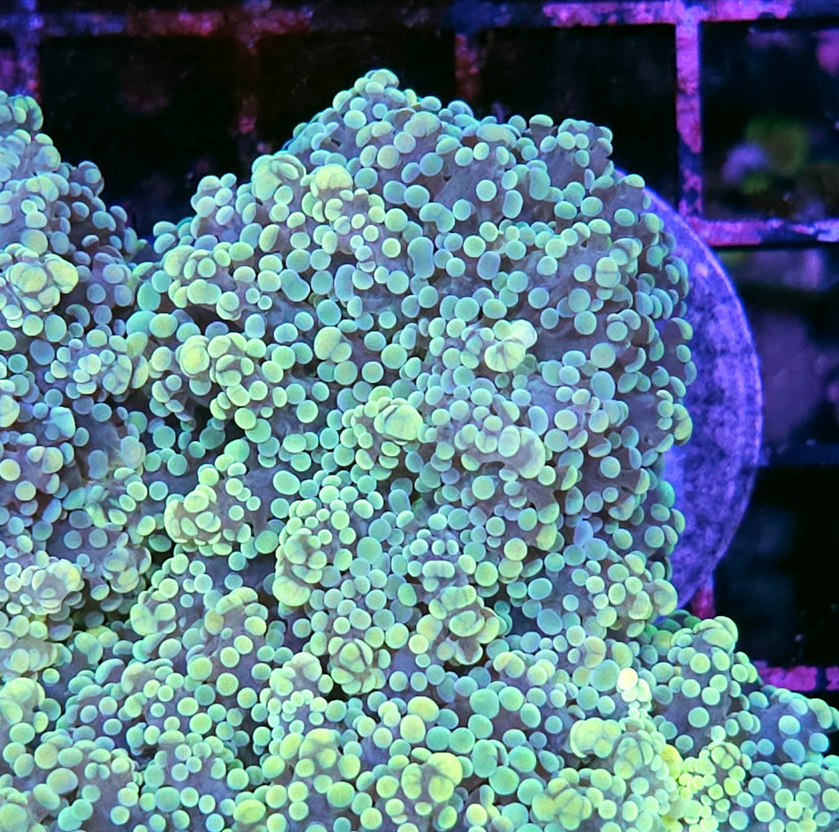 HF Utopia Yayemensis