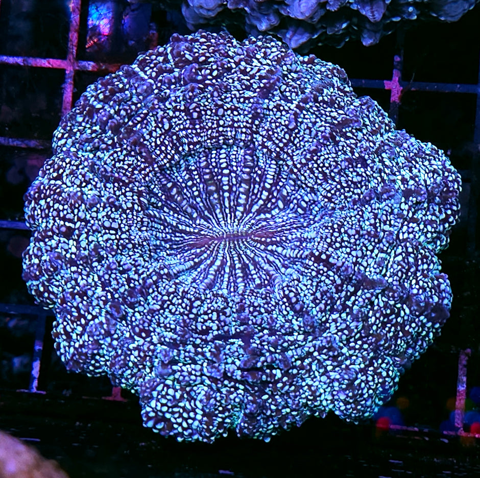 Glitter Armageddon Acanthophyllia