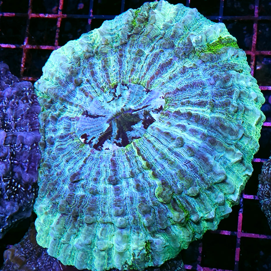 Epic Acanthophyllia