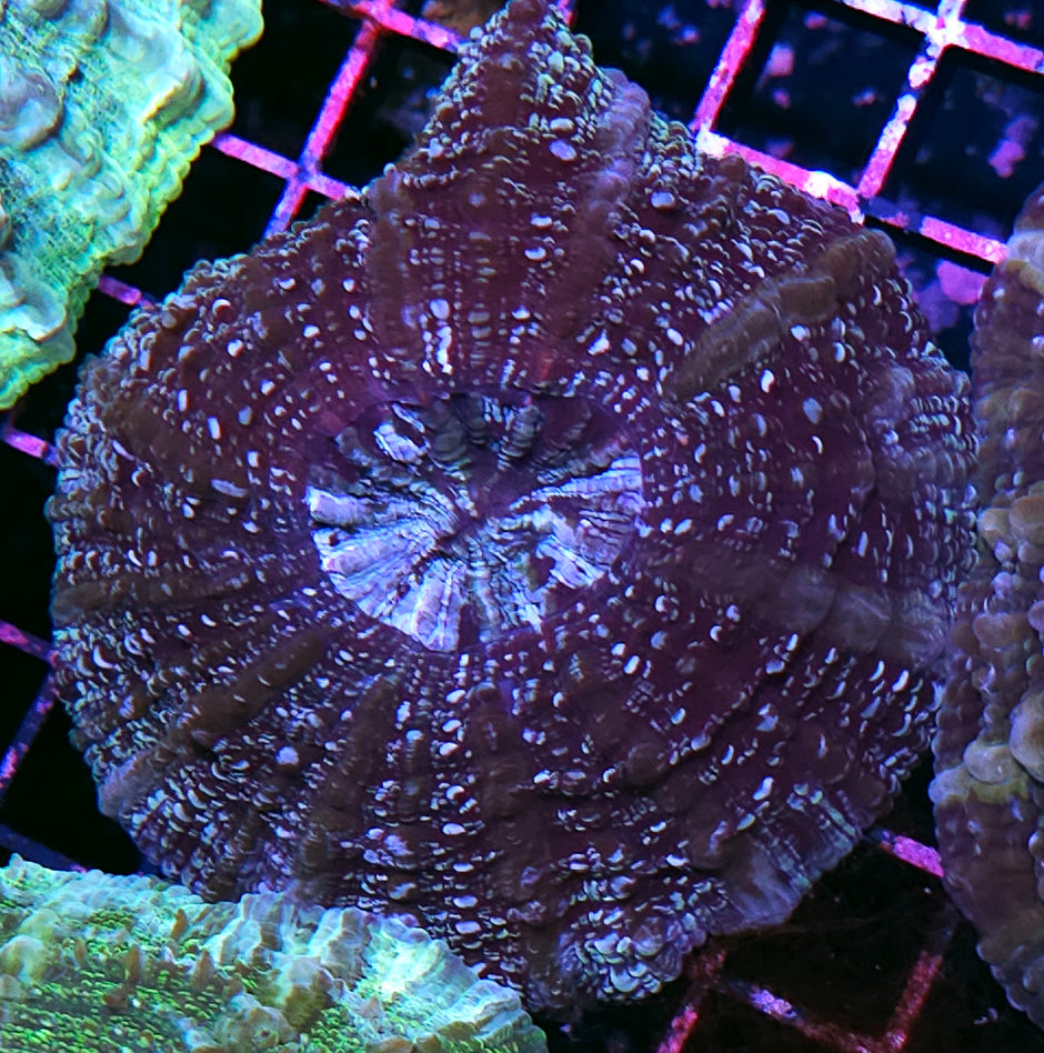 Starfall Acanthophyllia