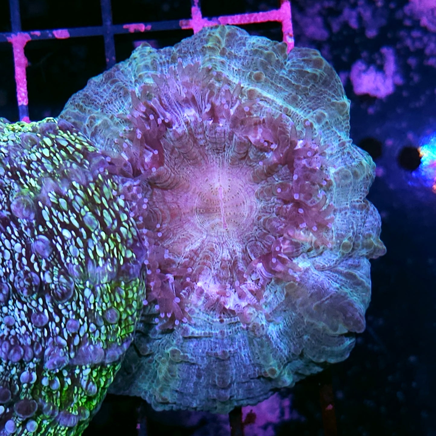 Bad Ass Acanthophyllia