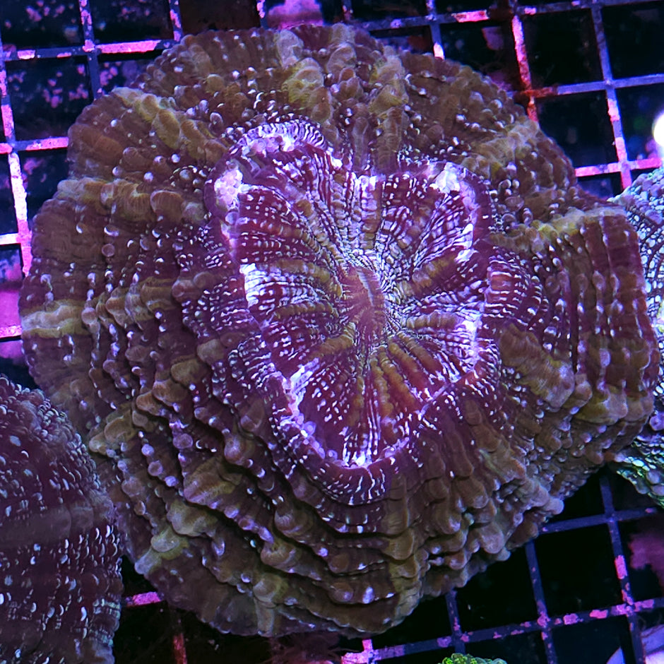 Bad Ass Acanthophyllia