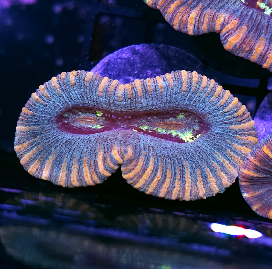 Bad Ass Trachyphyllia