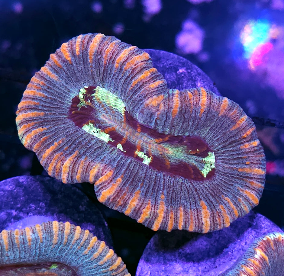 Stunning Trachyphyllia