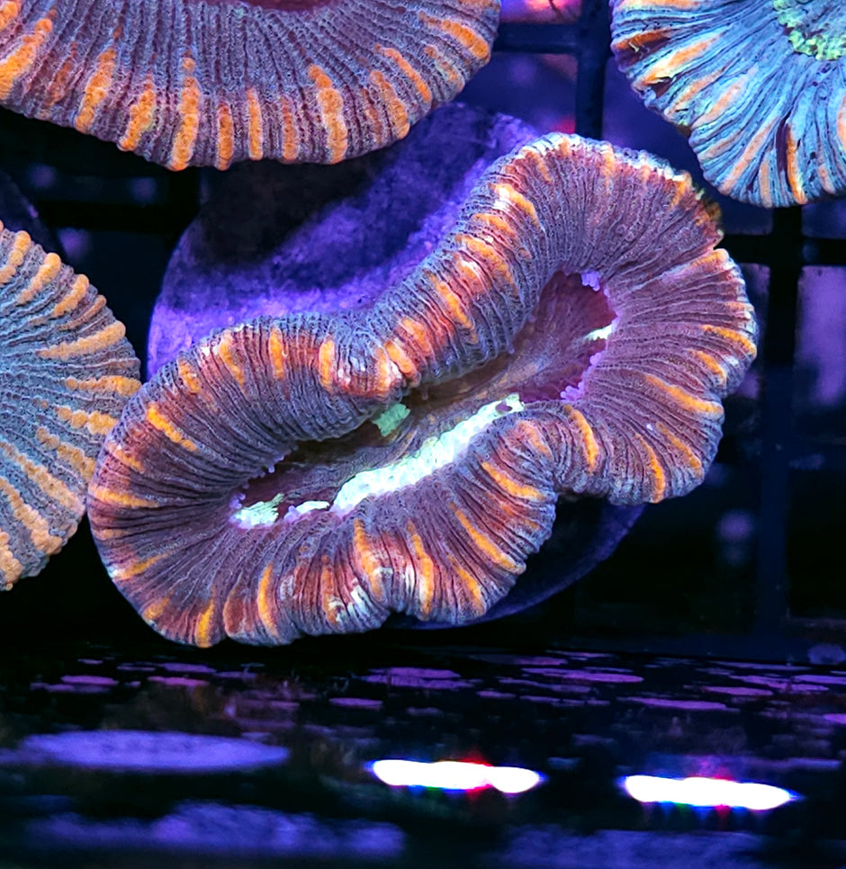 Bad Ass Trachyphyllia