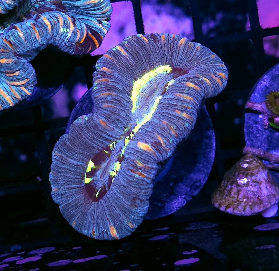 Stunning Trachyphyllia